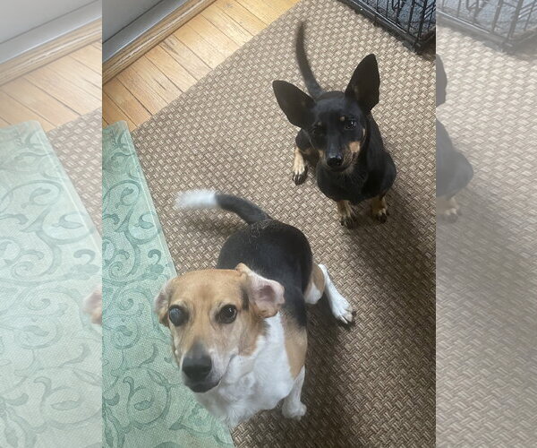 Medium Photo #3 American Rat Pinscher Puppy For Sale in Mobile, AL, USA