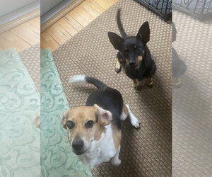 Elaine - Female American Rat Pinscher Dog for Adoption - Photo #3