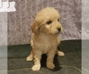 Goldendoodle-Poodle (Miniature) Mix Puppy for sale in ARTHUR, IL, USA