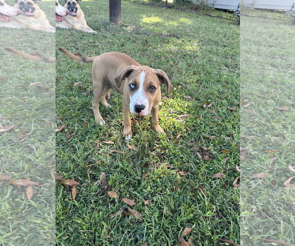 Medium Photo #5 Great Dane-Unknown Mix Puppy For Sale in Ball Ground, GA, USA