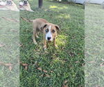 Small #4 Great Dane Mix