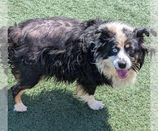 Medium Photo #4 Border-Aussie Puppy For Sale in Rockwall, TX, USA