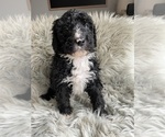Puppy Puppy 8 Bernedoodle-Poodle (Standard) Mix