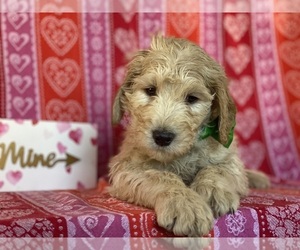 Goldendoodle Puppy for sale in LANCASTER, PA, USA