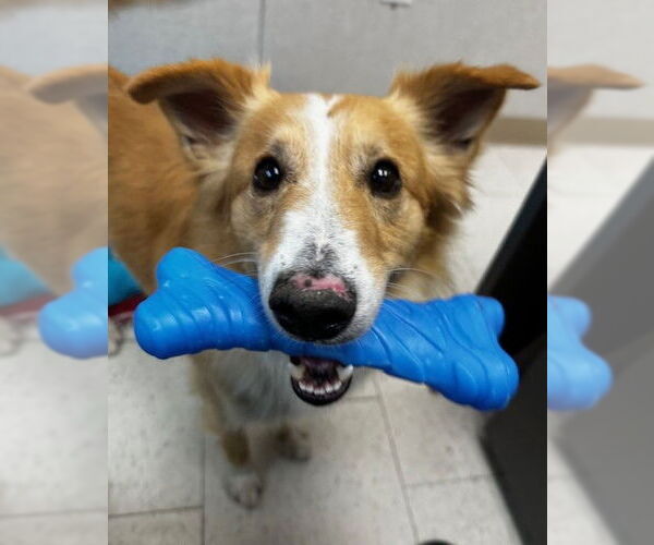 Medium Photo #1 Border Collie-Unknown Mix Puppy For Sale in Chula Vista, CA, USA