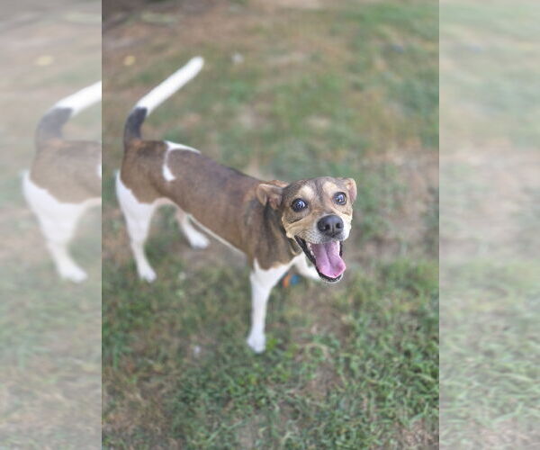 Medium Photo #3 Beagle-Unknown Mix Puppy For Sale in New Castle, DE, USA