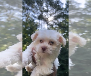 Maltipoo Puppy for sale in ATL, GA, USA