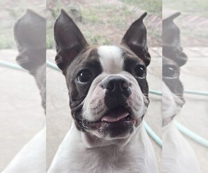 Boston Terrier Puppy for sale in SAUCIER, MS, USA
