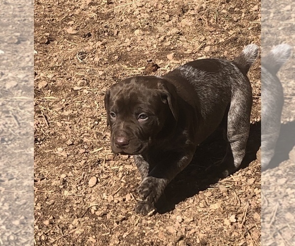 Medium Photo #19 German Shorthaired Pointer Puppy For Sale in FLORISSANT, CO, USA