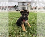 Small Photo #5 German Shepherd Dog Puppy For Sale in HIALEAH, FL, USA