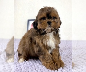 Shih-Poo Puppy for sale in INDIANAPOLIS, IN, USA