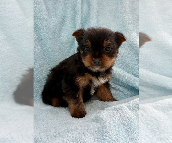 Medium Photo #1 Yorkshire Terrier Puppy For Sale in FAIR HAVEN, MI, USA