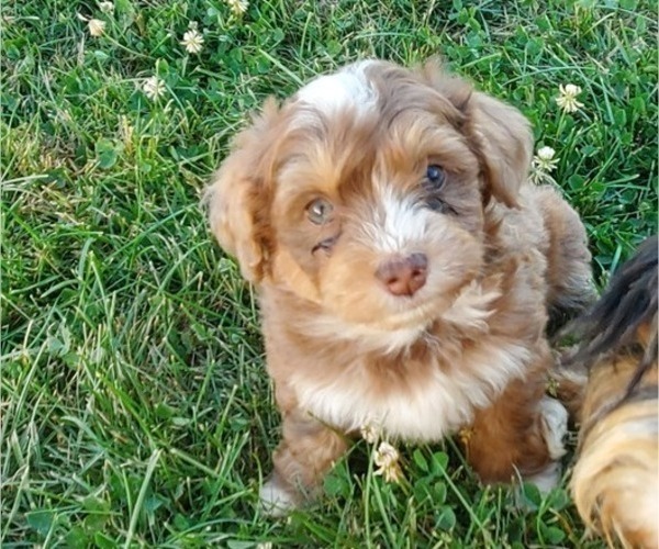 Medium Photo #6 Bernedoodle (Miniature) Puppy For Sale in LEETONIA, OH, USA