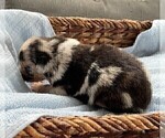 Small Photo #59 Australian Shepherd Puppy For Sale in LEBANON, IN, USA