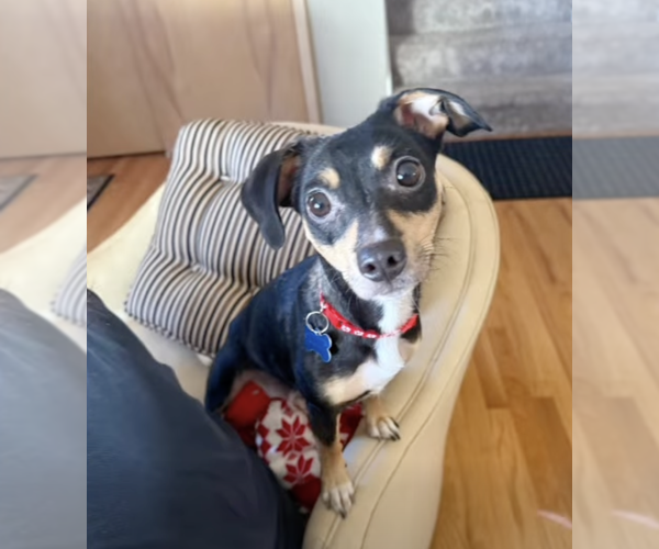 Medium Photo #1 Chihuahua-Unknown Mix Puppy For Sale in Plainfield, IL, USA