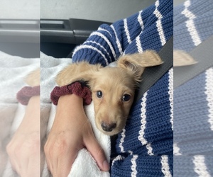 Dachshund Puppy for sale in BRIAROAKS, TX, USA