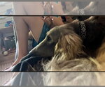 Small #2 Afghan Hound Mix