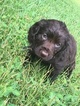 Small Photo #1 Boykin Spaniel Puppy For Sale in MILTON, FL, USA