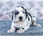 Small #2 Great Dane