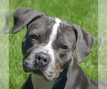 Small American Bulldog-American Staffordshire Terrier Mix