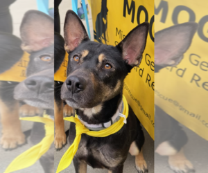 Mutt Dogs for adoption in Kansas City, MO, USA