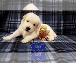 Small Photo #2 English Cream Golden Retriever Puppy For Sale in FORT MYERS, FL, USA
