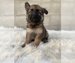 Small #2 German Shepherd Dog