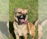 Small #1 Boxer-Chihuahua Mix