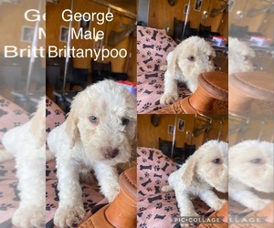 Brittnepoo Puppy for sale in MOUNTAIN VIEW, MO, USA