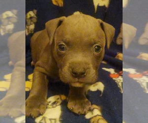 American Bully Puppy for sale in MURFREESBORO, TN, USA