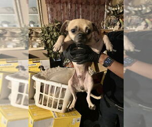 Mutt Dogs for adoption in Stockton, CA, USA