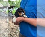 Puppy Puppy 3 Beagle