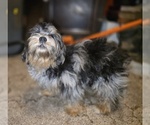 Small #9 ShihPoo