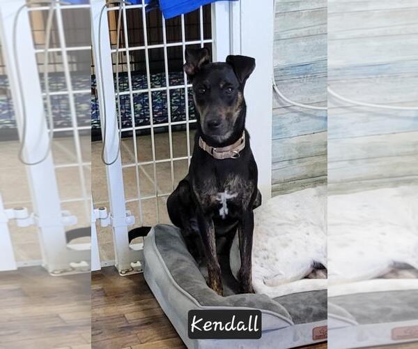 Medium Photo #7 Mutt Puppy For Sale in Granbury, TX, USA