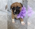 Puppy 3 Cojack