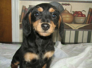 Dachshund Puppy for sale in HUDSON, MI, USA