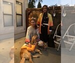Small Photo #11 Golden Retriever Puppy For Sale in SACRAMENTO, CA, USA