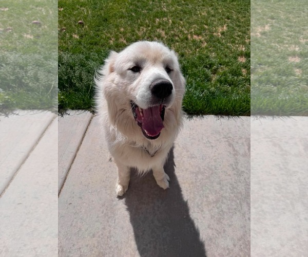 Medium Photo #4 Great Pyrenees Puppy For Sale in Bountiful, UT, USA