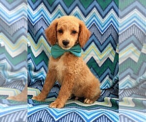 Cocker Spaniel-Poodle (Miniature) Mix Puppy for sale in NEW HOLLAND, PA, USA