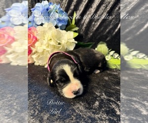 Golden Mountain Doodle Puppy for sale in SAINT CLOUD, MN, USA