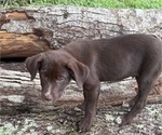 Puppy Garth Borador