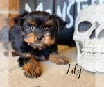 Small #1 YorkiePoo