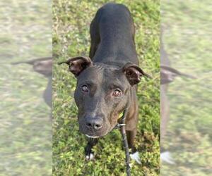 American Staffordshire Terrier Dogs for adoption in Fort Lauderdale, FL, USA