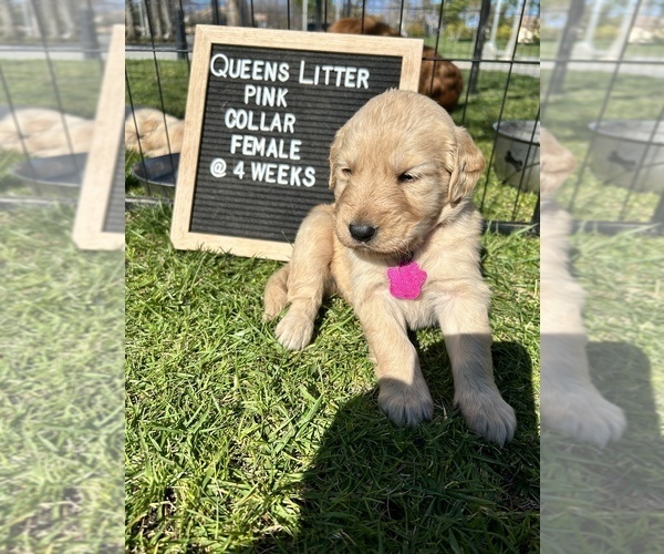 Medium Photo #4 Golden Retriever Puppy For Sale in ONTARIO, CA, USA