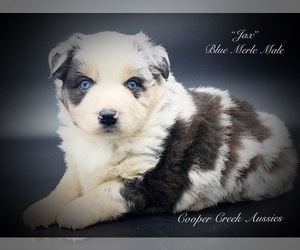 Miniature Australian Shepherd Puppy for sale in SMITHVILLE, AR, USA