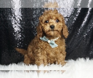 Cavapoo Puppy for sale in WARSAW, IN, USA