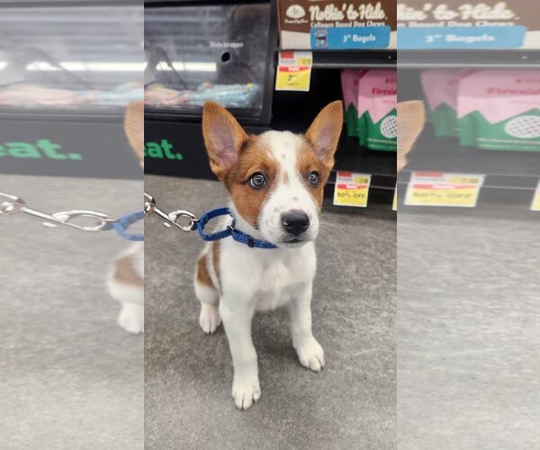 Medium Photo #1 Mutt Puppy For Sale in Sheboygan, WI, USA