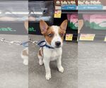 Small Mutt