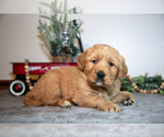 Small Photo #7 Golden Retriever Puppy For Sale in WOLCOTTVILLE, IN, USA