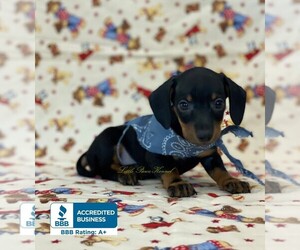 Dachshund Puppy for sale in WINNSBORO, LA, USA
